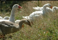 geese on grass photo 04