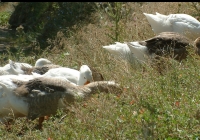 geese on grass photo 05