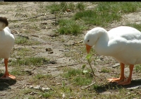 geese on grass photo 06