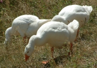 geese on grass photo 07