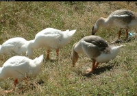 geese on grass photo 08