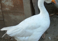 Goose white