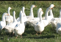 white goose photo 01