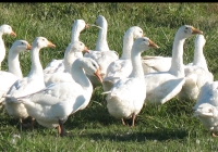 white goose photo 02