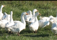 white goose photo 03