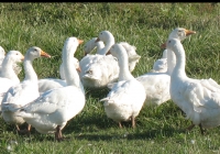 white goose photo 04