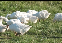 white goose photo 07