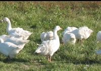 white goose photo 08