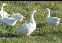 white goose photo 09