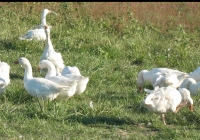 white goose photo 10