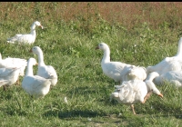 white goose photo 11