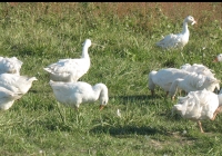 white goose photo 12