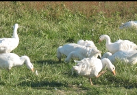 white goose photo 13