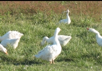 white goose photo 14