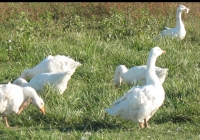 white goose photo 15