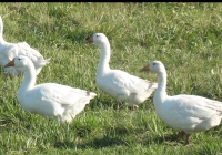 white goose photo 16