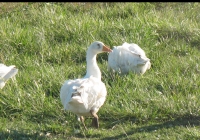 white goose photo 17