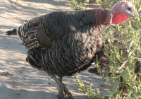 Turkey Black