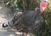 turkey photo 09