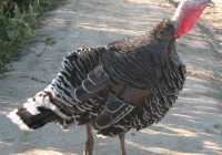 turkey photo 14