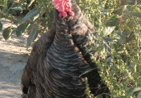 turkey photo front