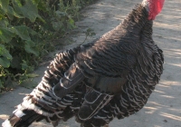 turkey photo side