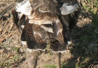 turkey poult photo 01