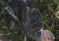 turkey poult photo 07