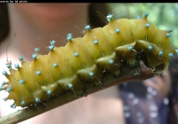 Large Green Caterpillar Photo Side view