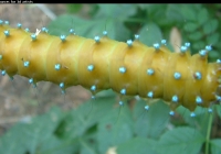 Large Green Caterpillar Photo Top View