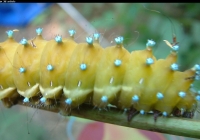 Large Green Caterpillar Photo Side view