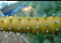 Large Green Caterpillar Photo Top View