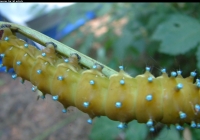 Big Green Caterpillar Photo