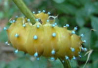 Huge Green Caterpillar Photo