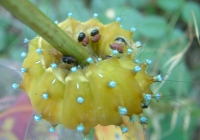 Green Caterpillar Photo