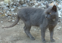 Free Grey Cat Photo