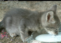 Grey Kitten