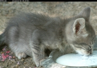 Free Grey Kitten Photo Eating Milk