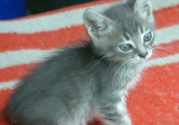 Free Grey Kitten Photo