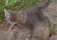 Free Grey Kitten Photo