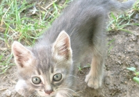 Free Grey Kitten Photo