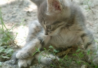 Free Grey Kitten Photo