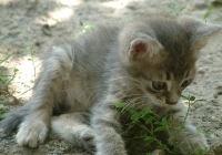 Free Grey Kitten Photo