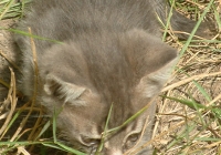 Free Grey Kitten Photo