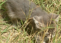 Free Grey Kitten Photo