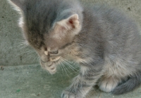 Free Grey Kitten Photo