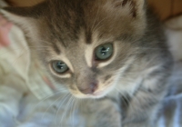 Free Grey Kitten Photo