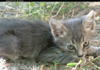 Free Grey Kitten Photo