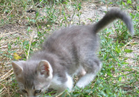 Grey Kitten White Paws