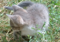 Free Kitten Photo
